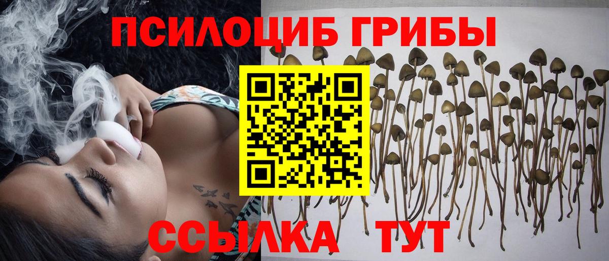 Галлюциногенные грибы Psilocybe Новокубанск